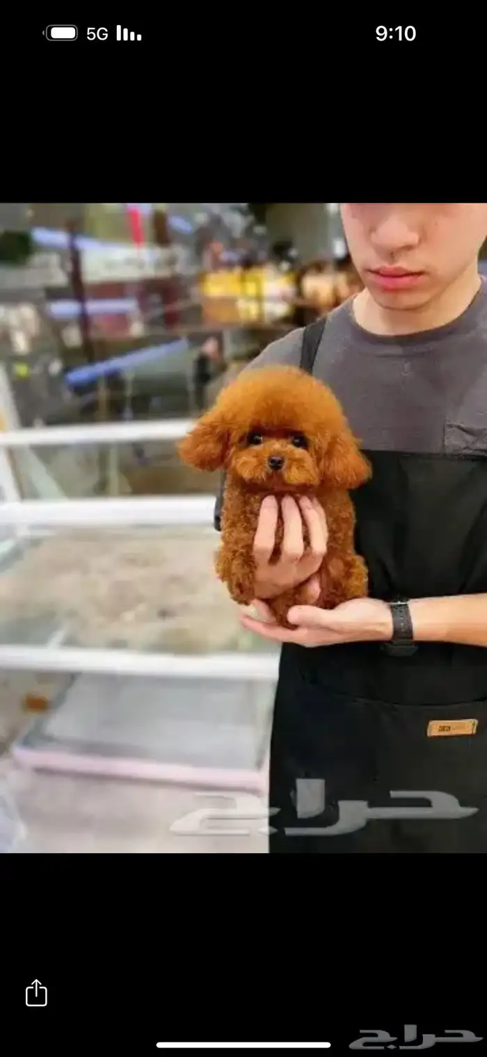 بودل الصيني 2