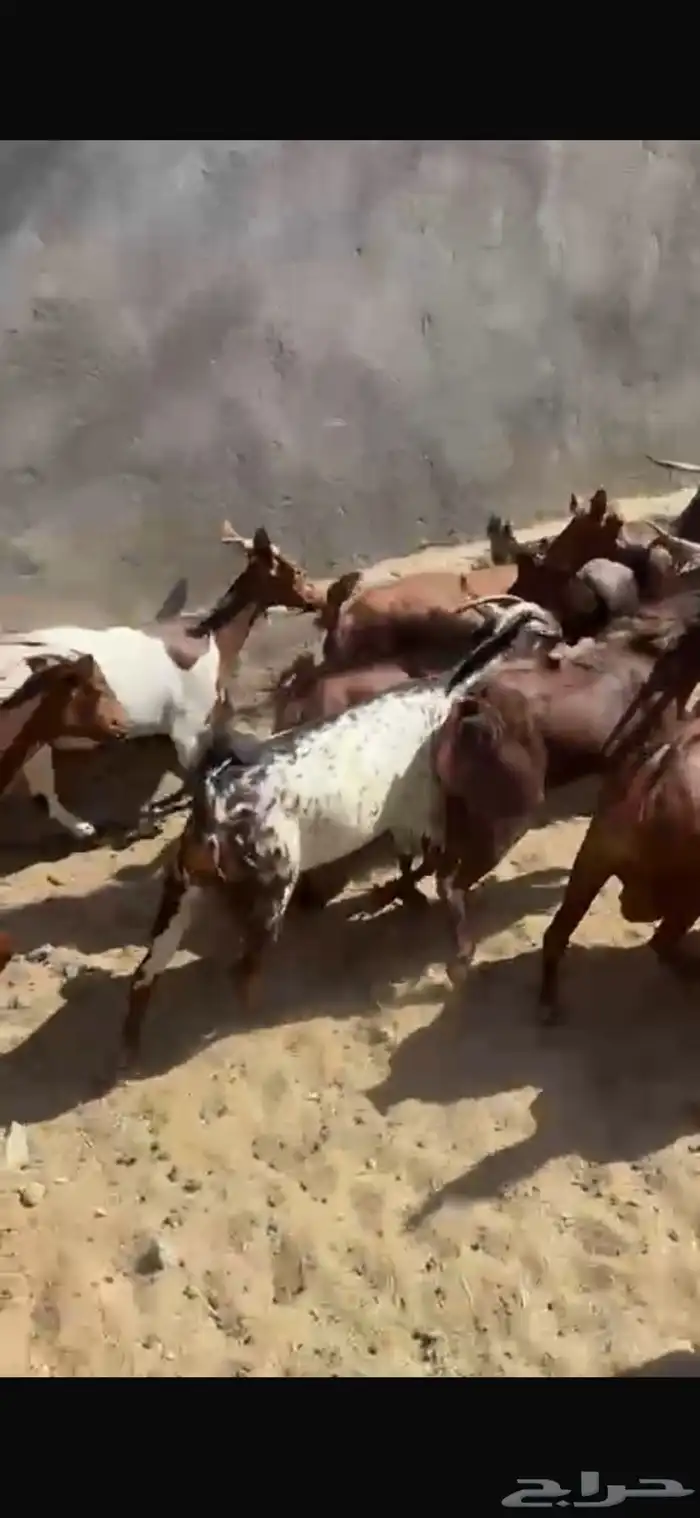 ماعز دهم دفيع مبينه 10