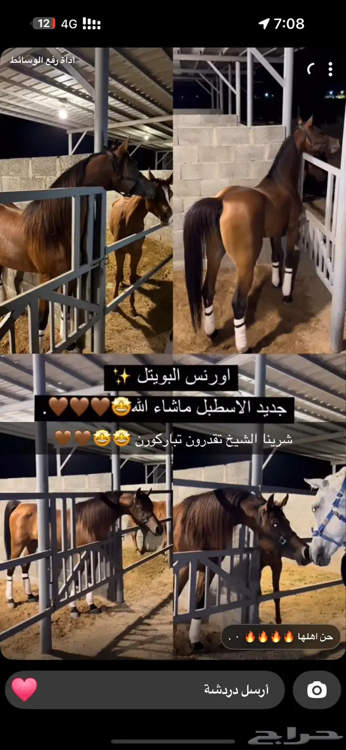 حصان عربي واهو 10