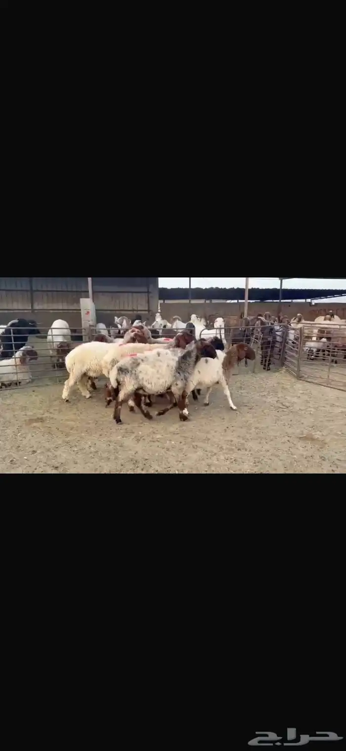 للبيع غنم فاخره وشرط الدفيع العدد 10 5