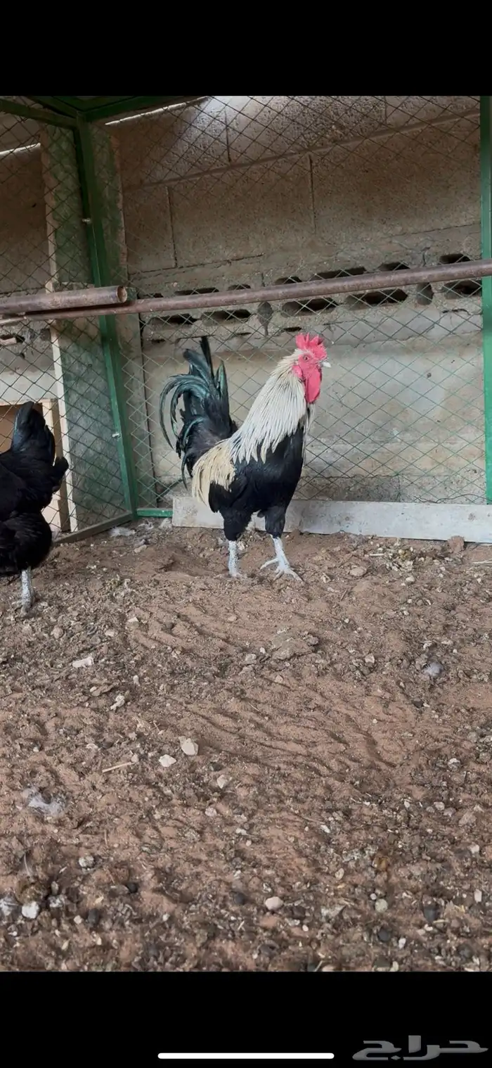 للبيع ديك بلدي 1