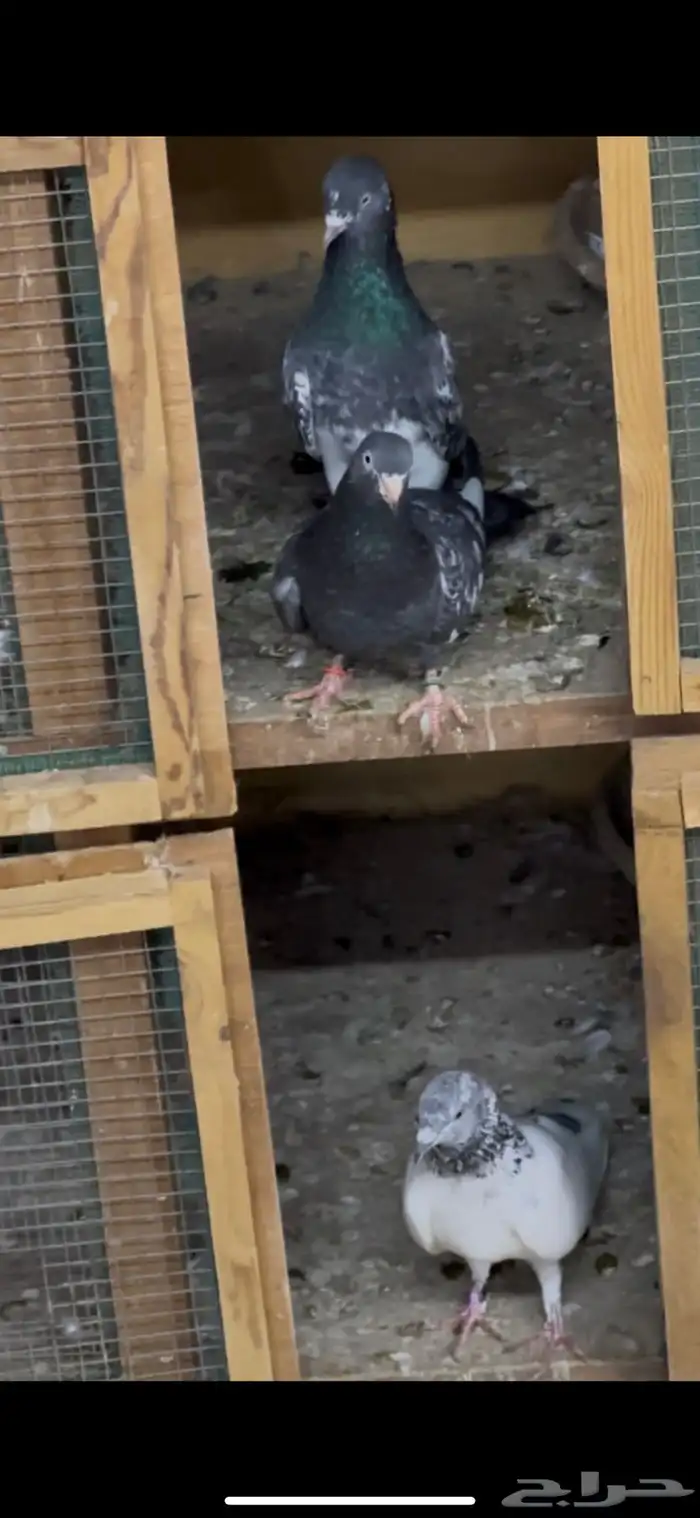 حمام باكستاني 4