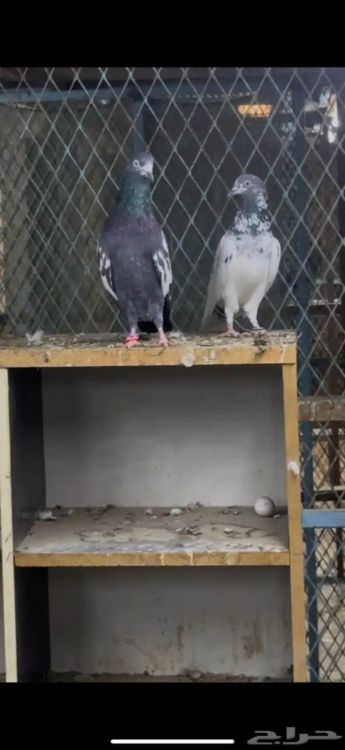 حمام باكستاني 9