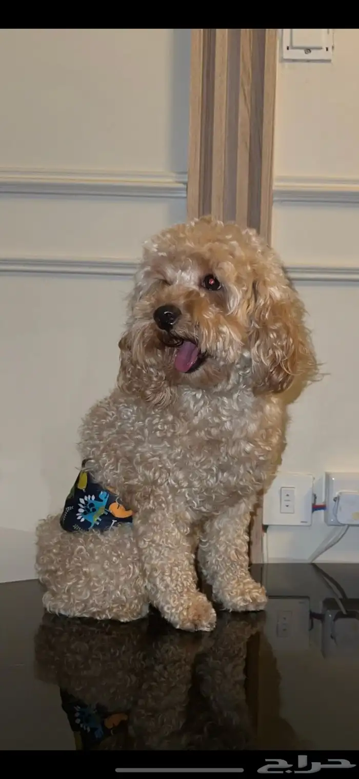 بودل ذكر بعمر سنه وشهرين للبيع 1