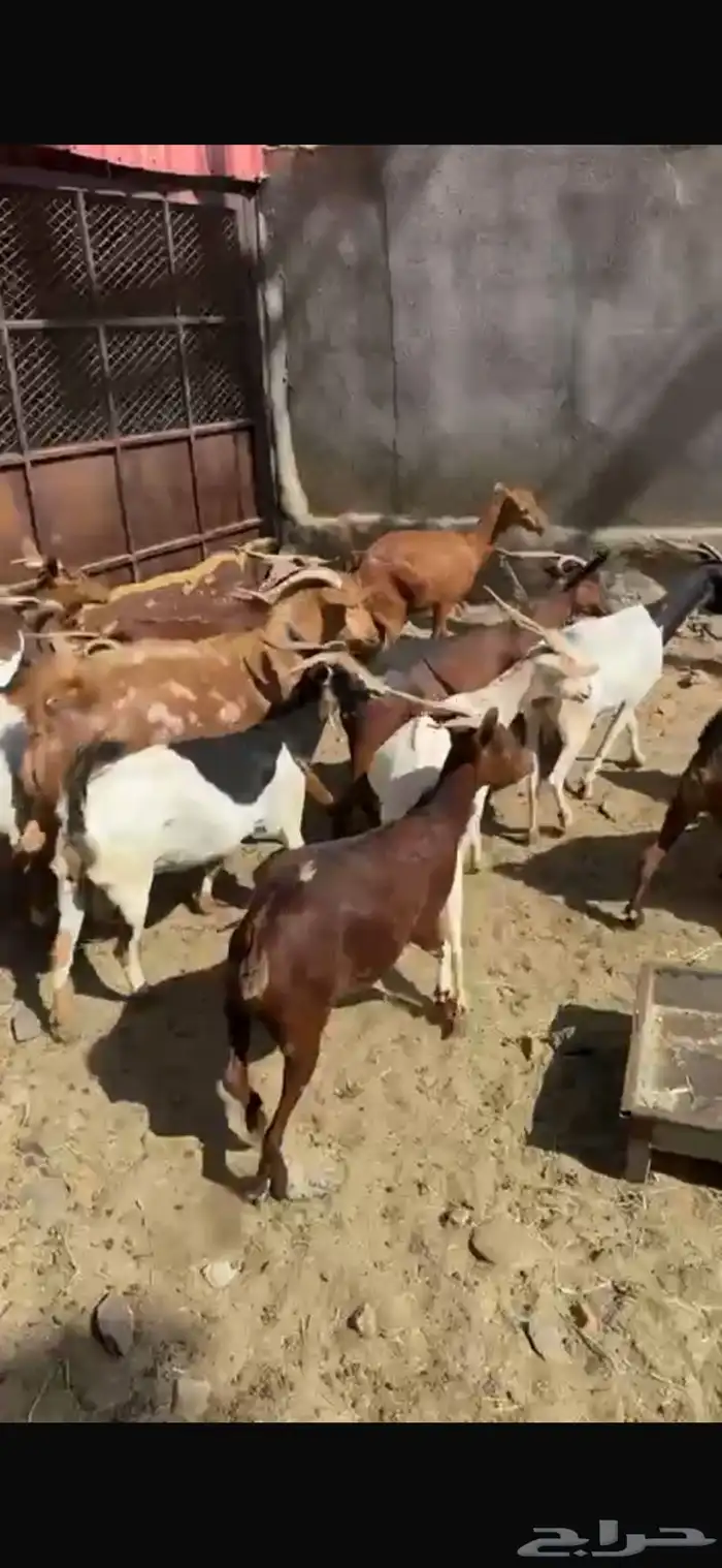 ماعز دهم دفيع مبينه 11