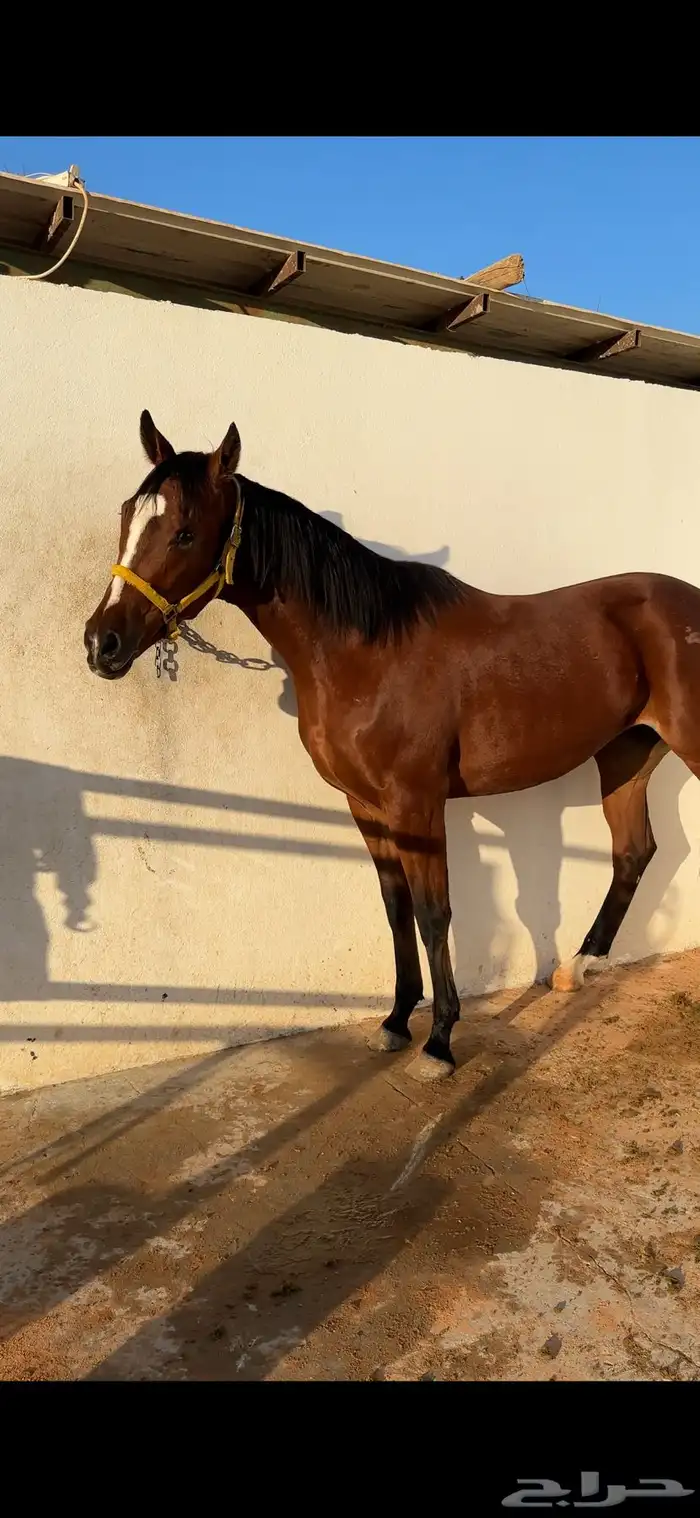 فرس انقليزيه مدرسه 0