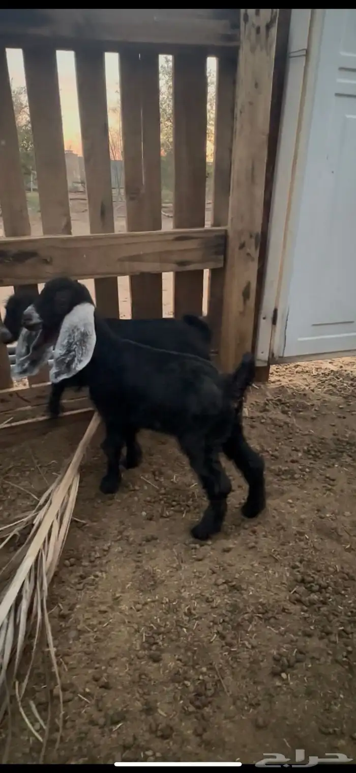 جفار جفره صغيره دواغير بدوايات 1