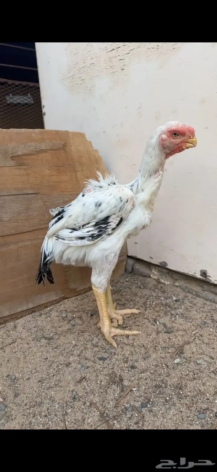 ديك فارسي للبيع 0