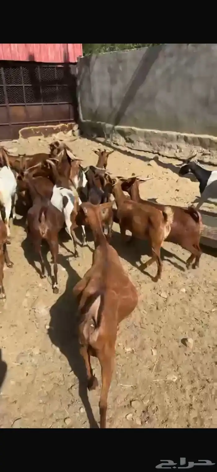 ماعز دهم دفيع مبينه 3