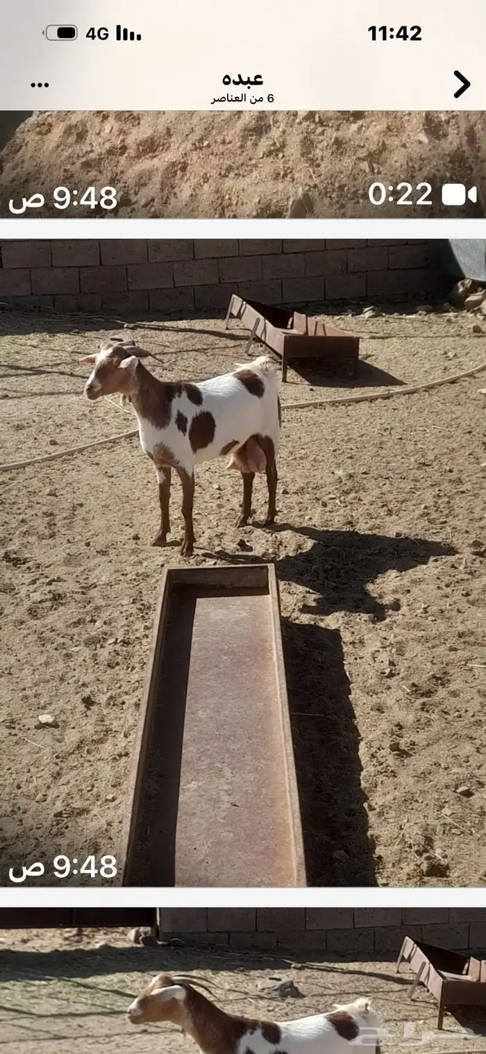 عنز حليب وافر 0