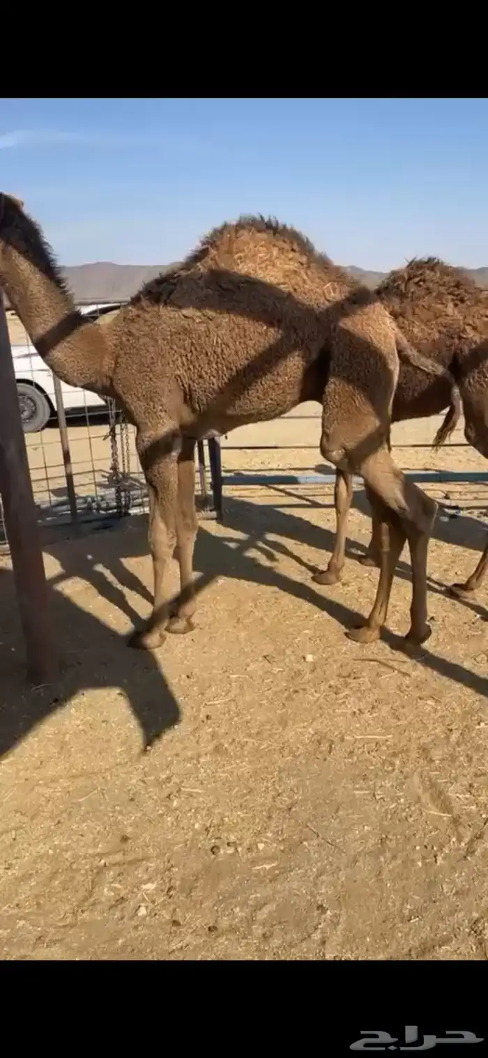 حشوا نظاف طيببه 1