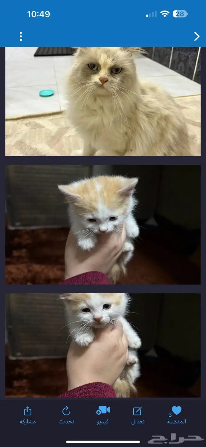 قطط للتبني 2