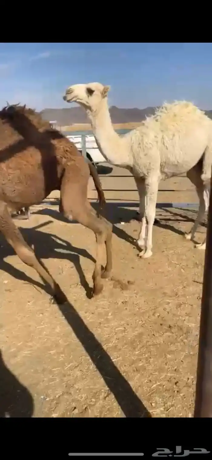 حشوا نظاف طيببه 3