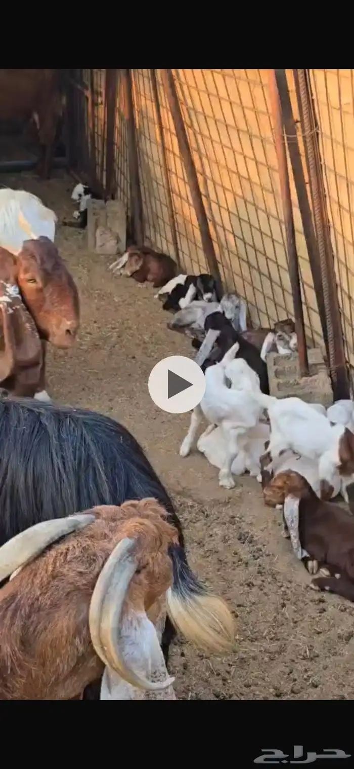 ماعز للبيع 0