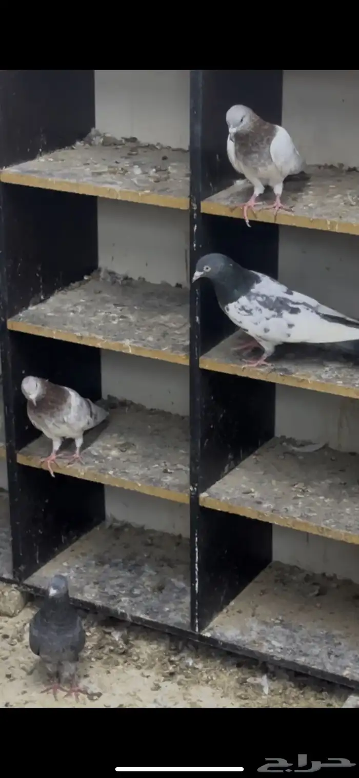 حمام باكستاني 11