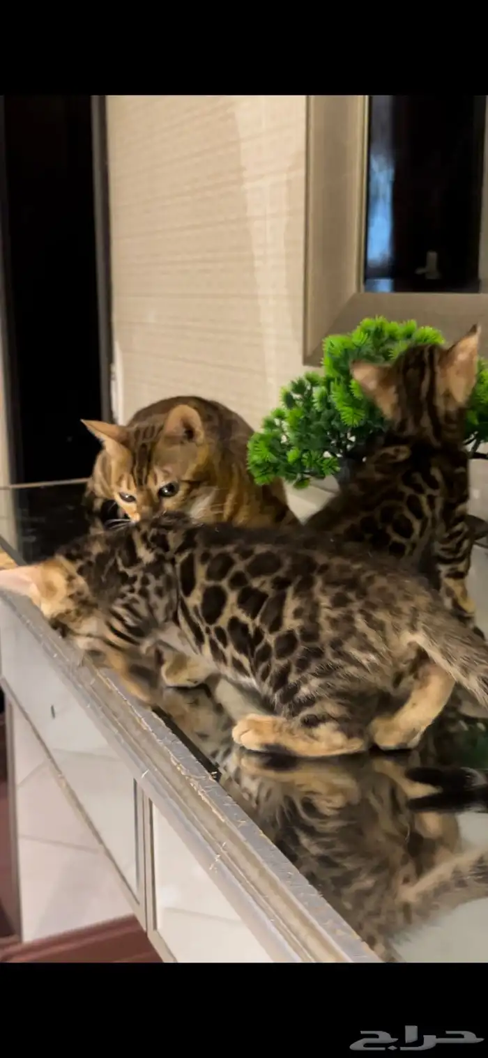 قطط بنغال مستويات جبارة للبيع ماشاء الله 12