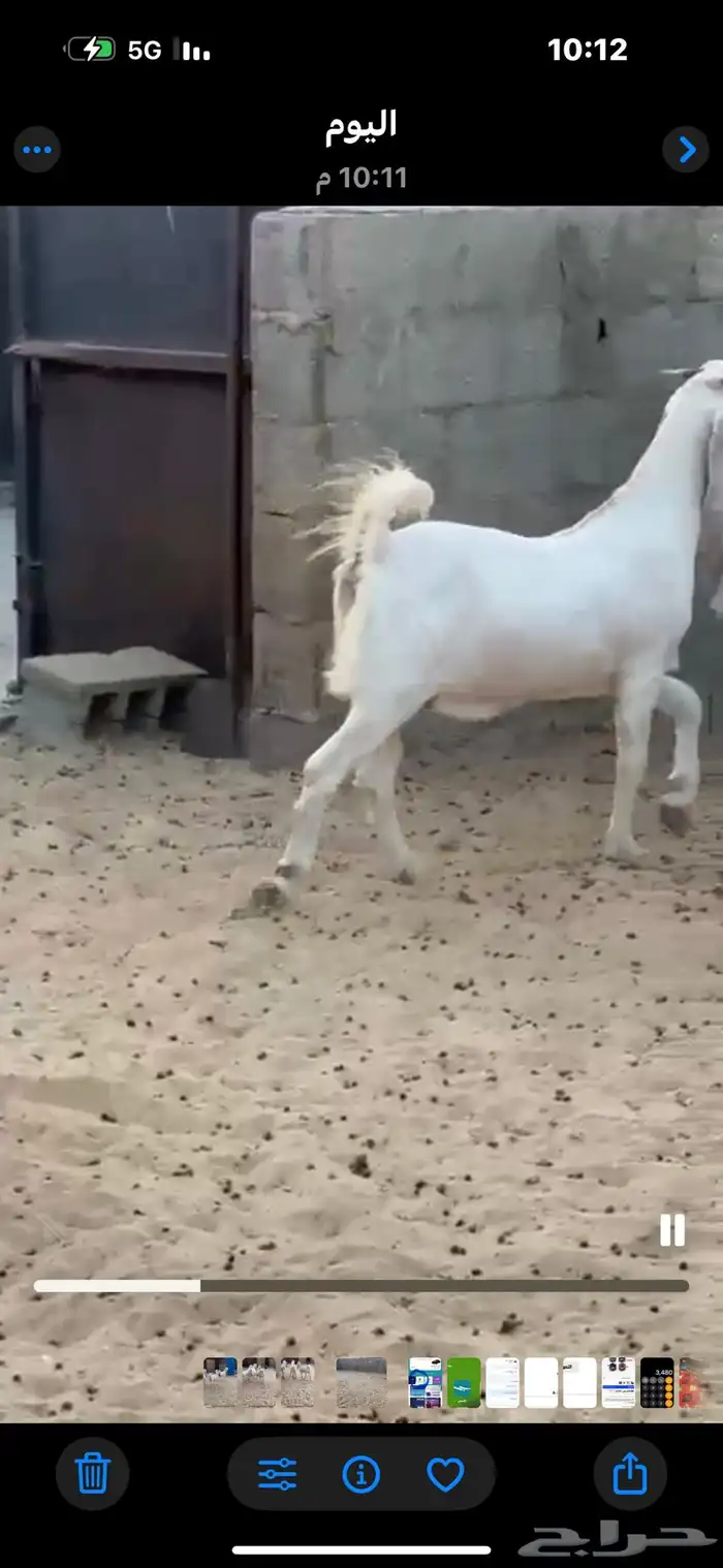 معزه جدعات طيبات 10