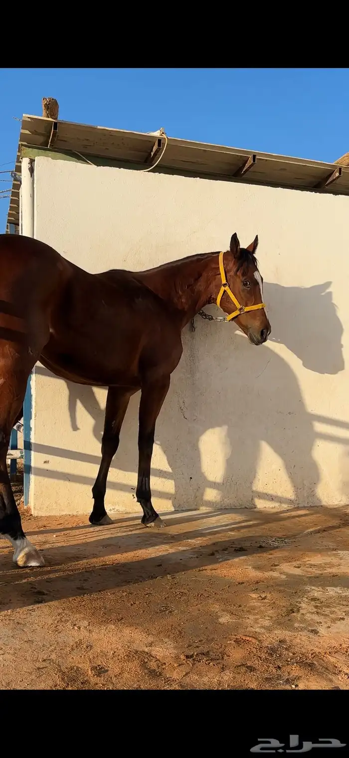 فرس انقليزيه مدرسه 1