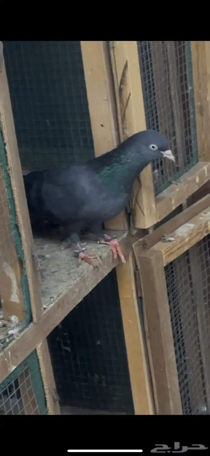 حمام باكستاني 3