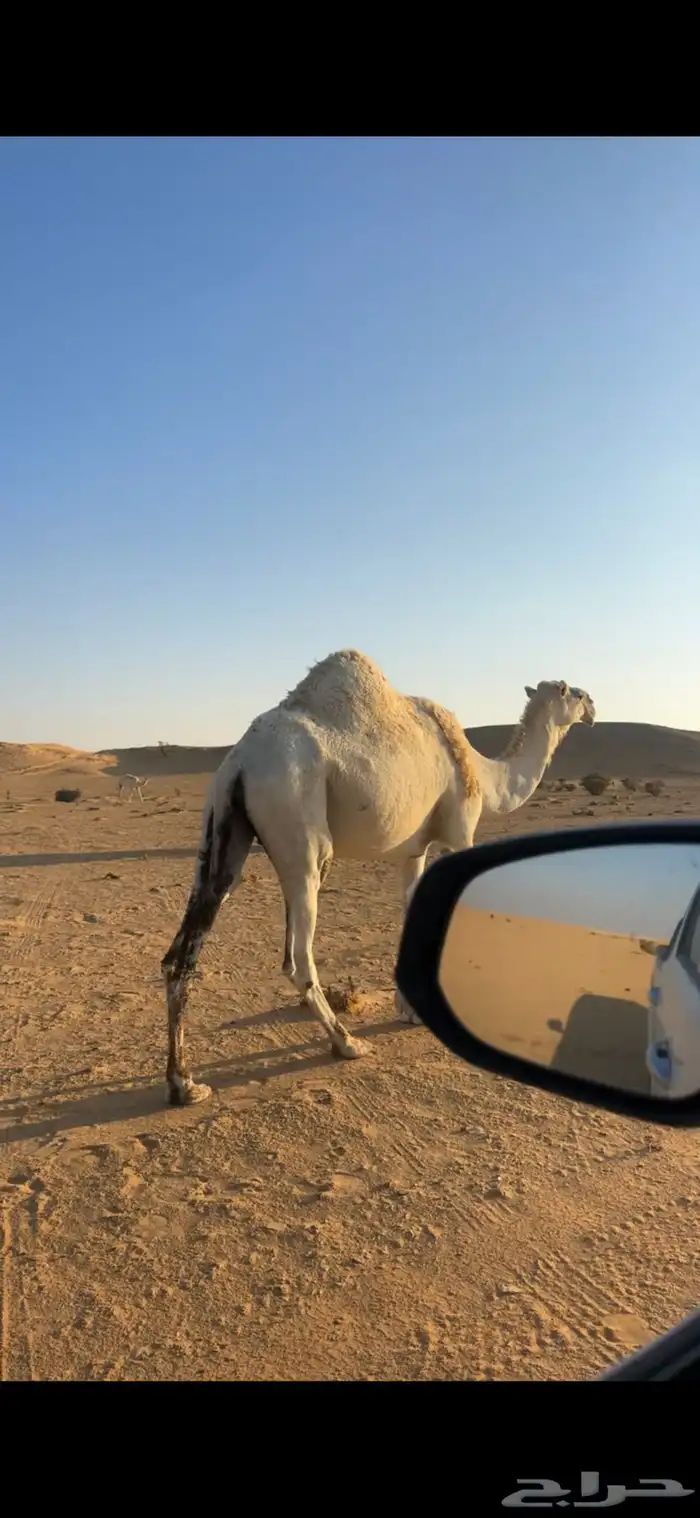 ناقه معشر بثانيها لها شهر فالعشار 2