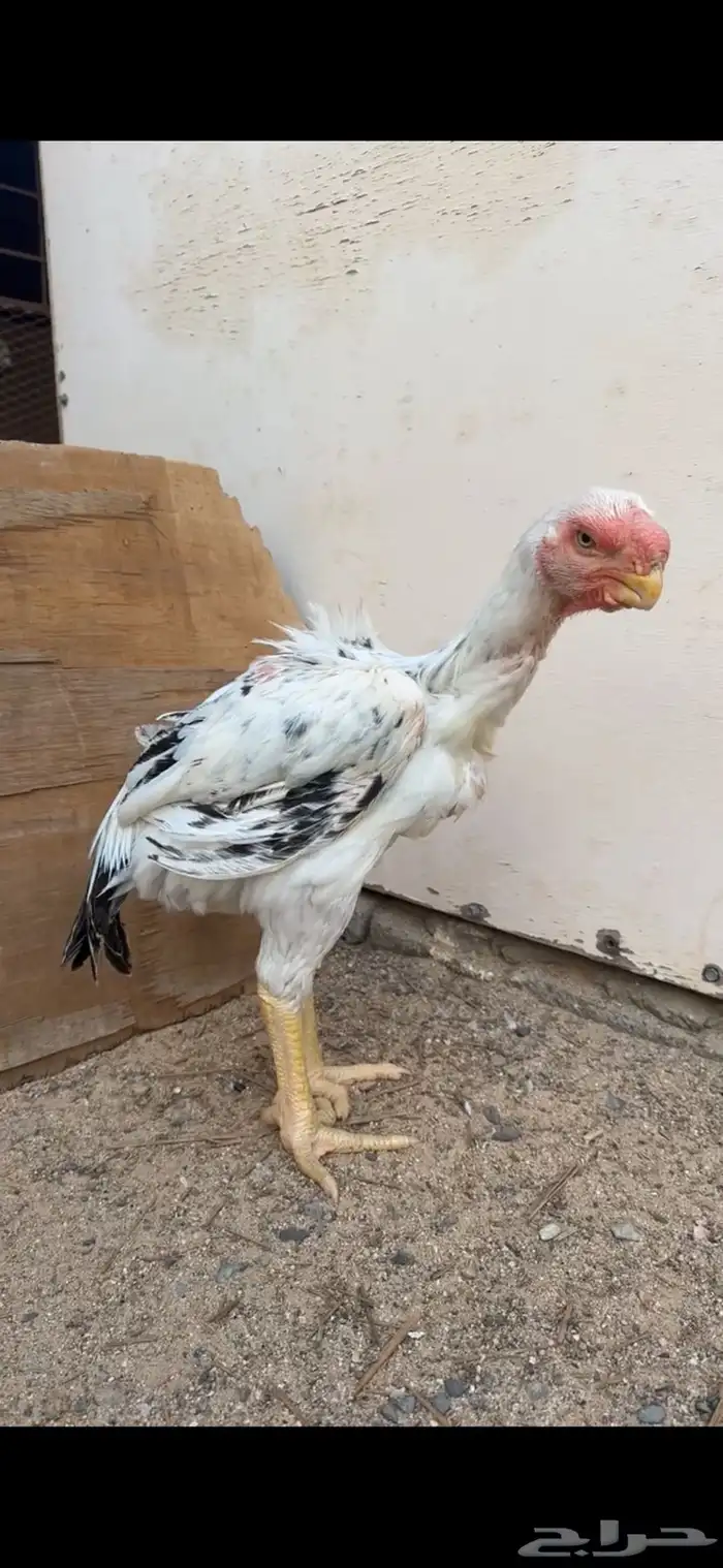 ديك فارسي للبيع 2