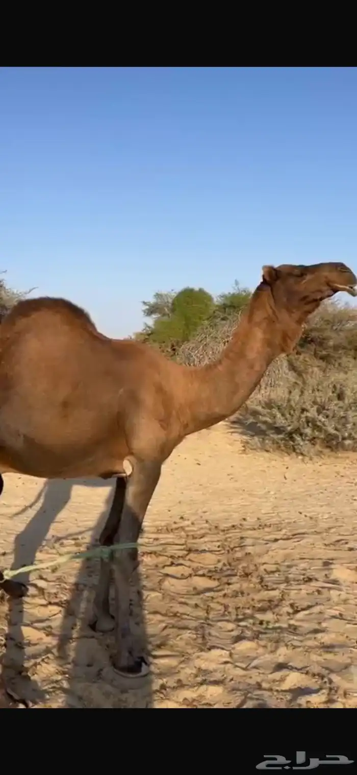 للبيع بعير حمر ادهم ساحلي 1