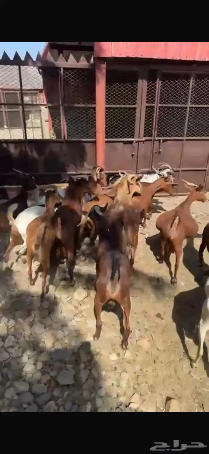 ماعز دهم دفيع مبينه 1