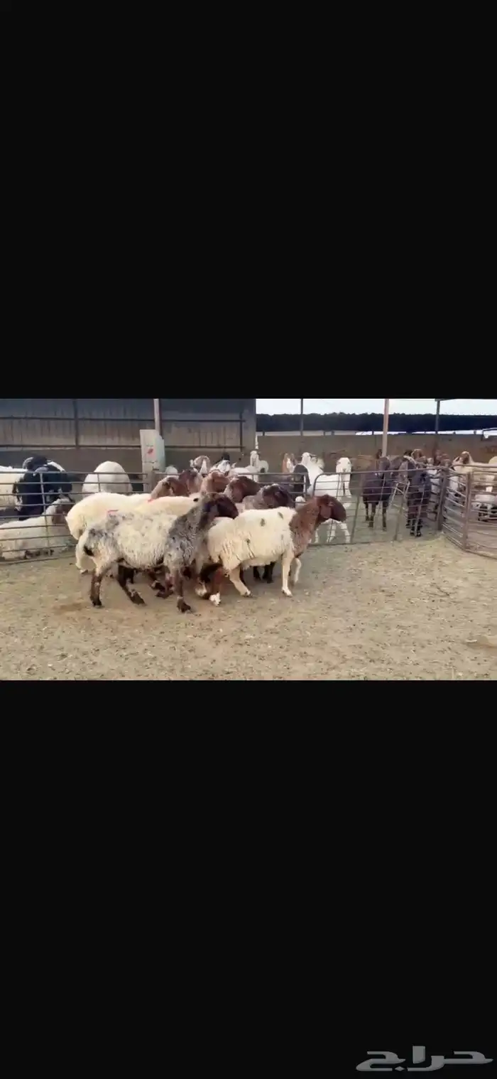 للبيع غنم فاخره وشرط الدفيع العدد 10 2