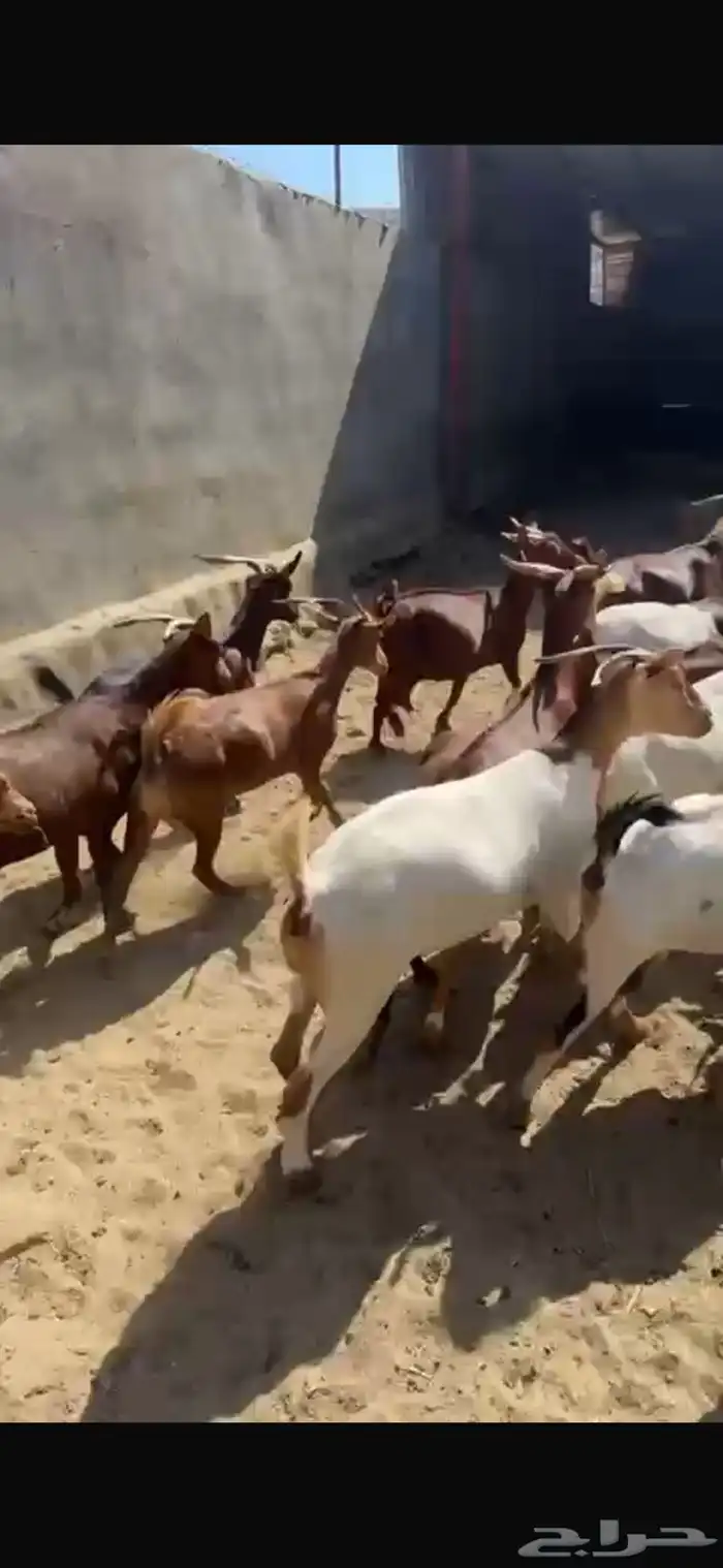 ماعز دهم دفيع مبينه 8