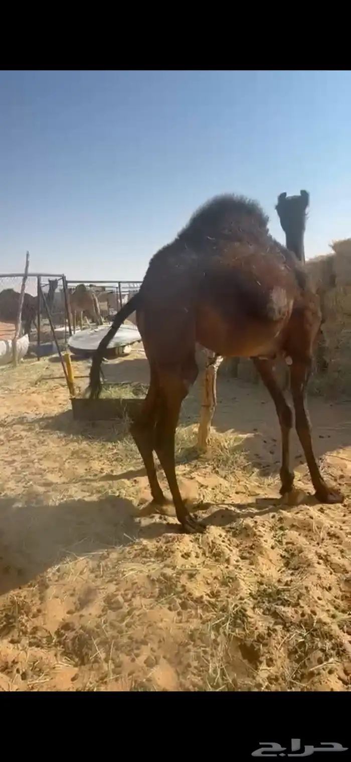 قعود بلدي مفرود شي كفوو 2