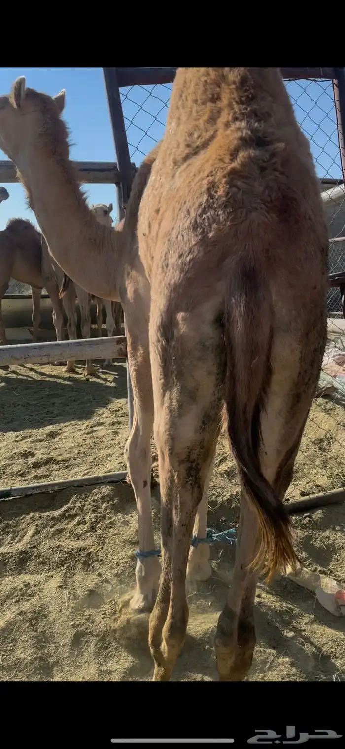 بكره بلدي فل 1