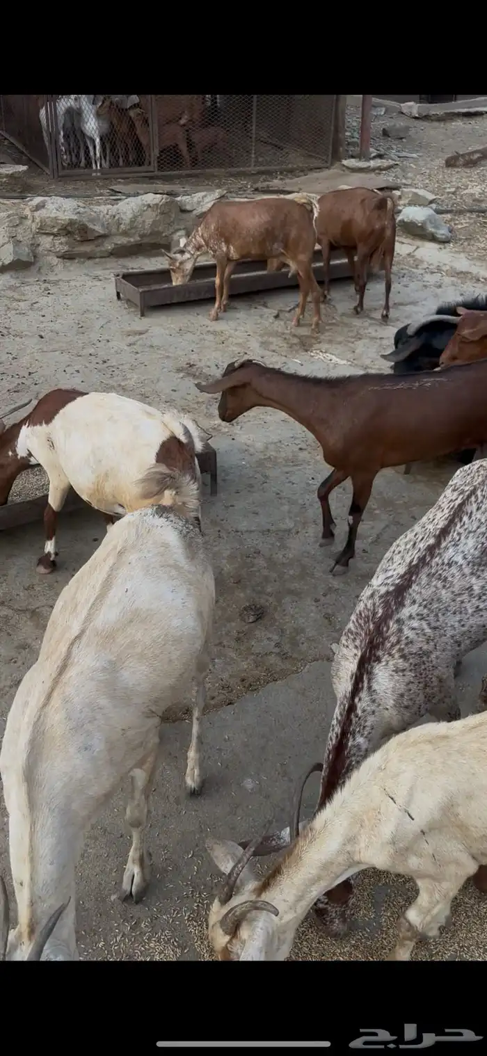 غنم للبيع 0