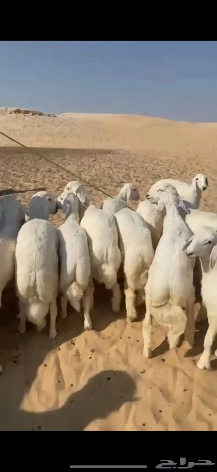 خرفان حريات 3