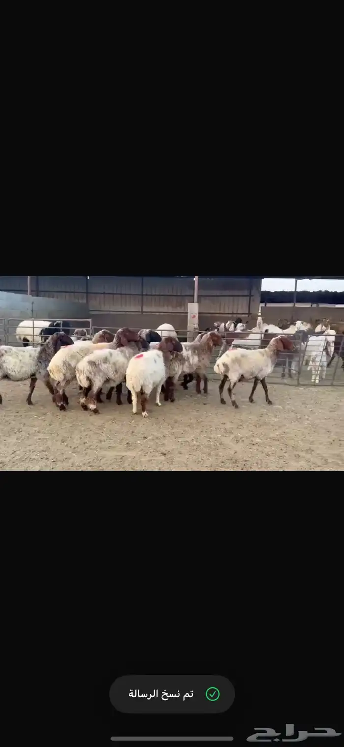 للبيع غنم فاخره وشرط الدفيع العدد 10 0