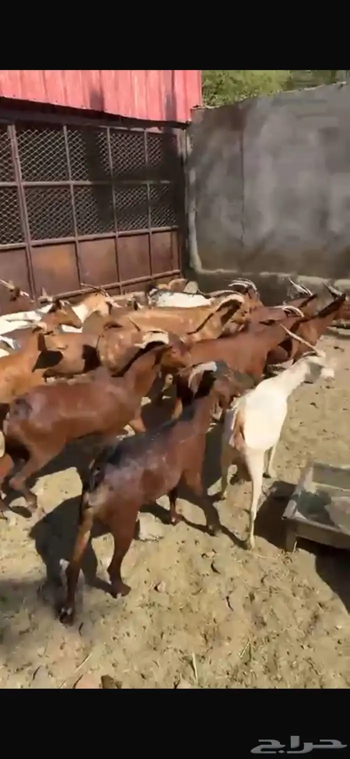 ماعز دهم دفيع مبينه 2