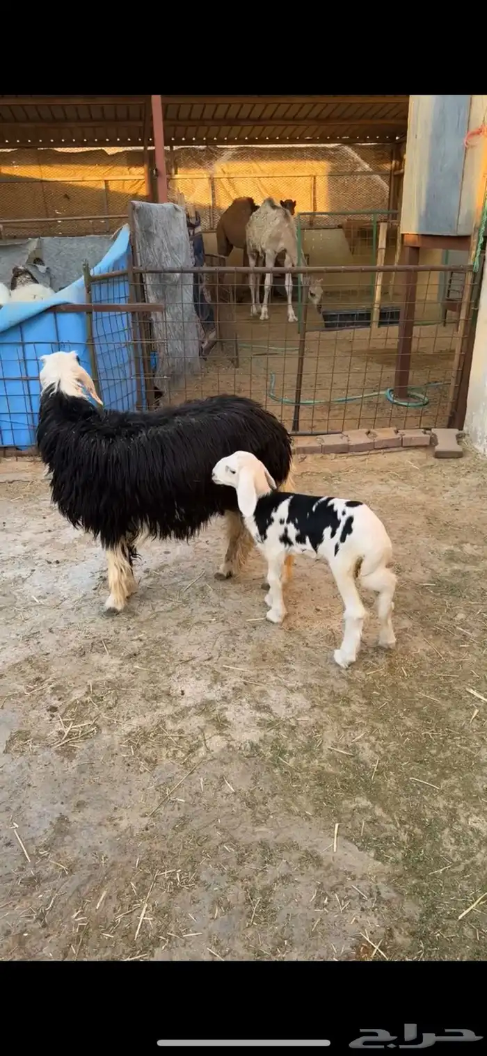 حريات حرش صنف و جذعه نجديه معها رخل 4