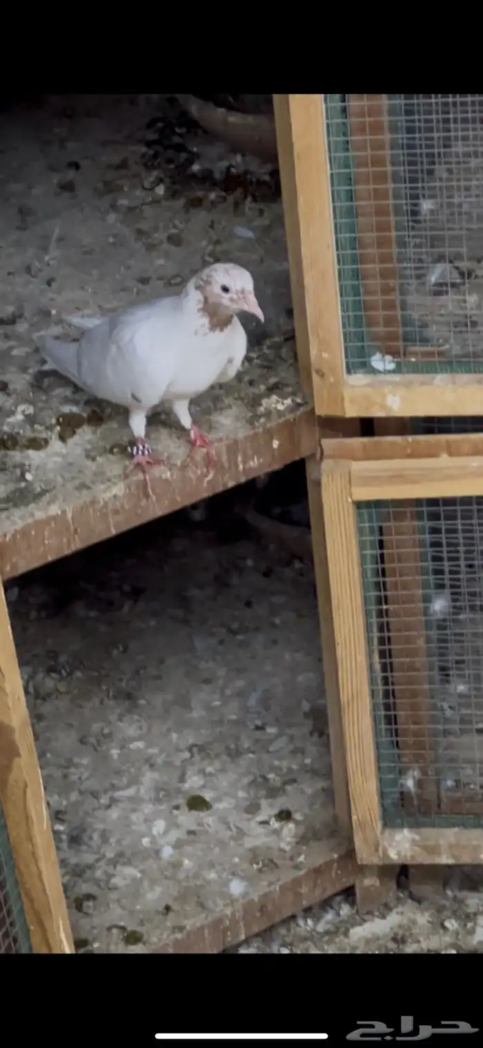 حمام باكستاني 7