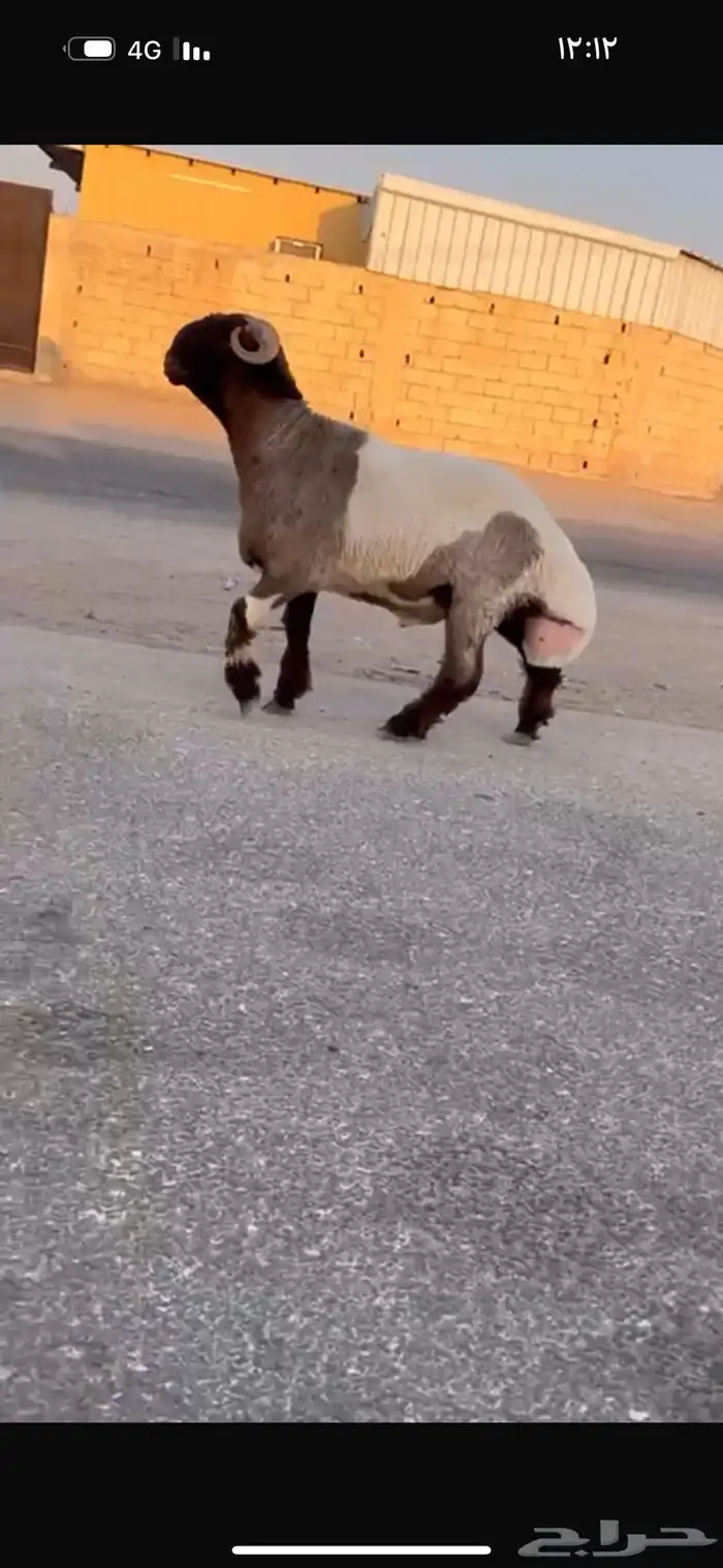 جدع طيب سناد طرف جبار سليم من كل عدروب 4