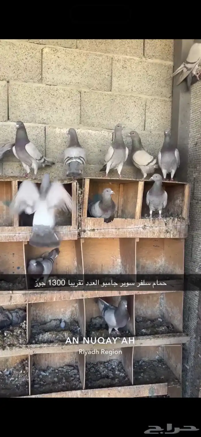 حمام سلفر سوبر جامبو 2