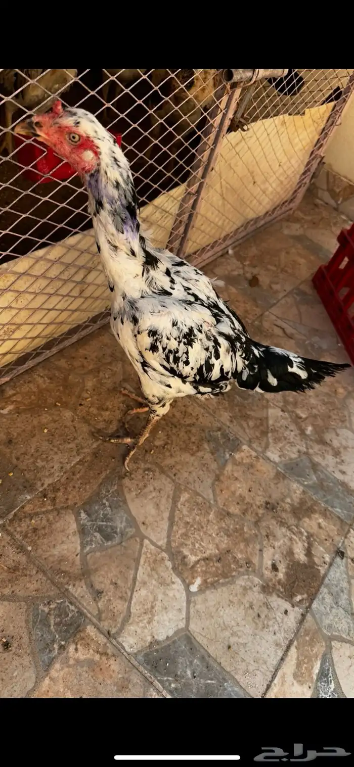 دجاجه سنديه جرم كبير 2