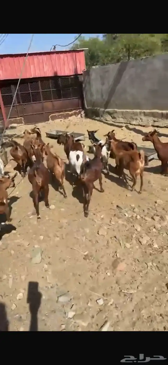 ماعز دهم دفيع مبينه 5