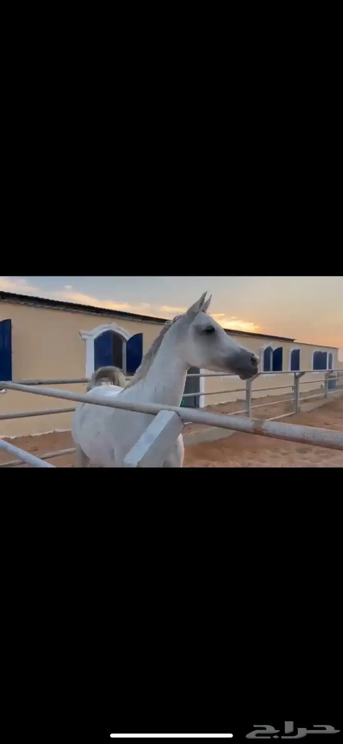 فرس عربيه بأوراق ولقاح ونسبها طيب 6