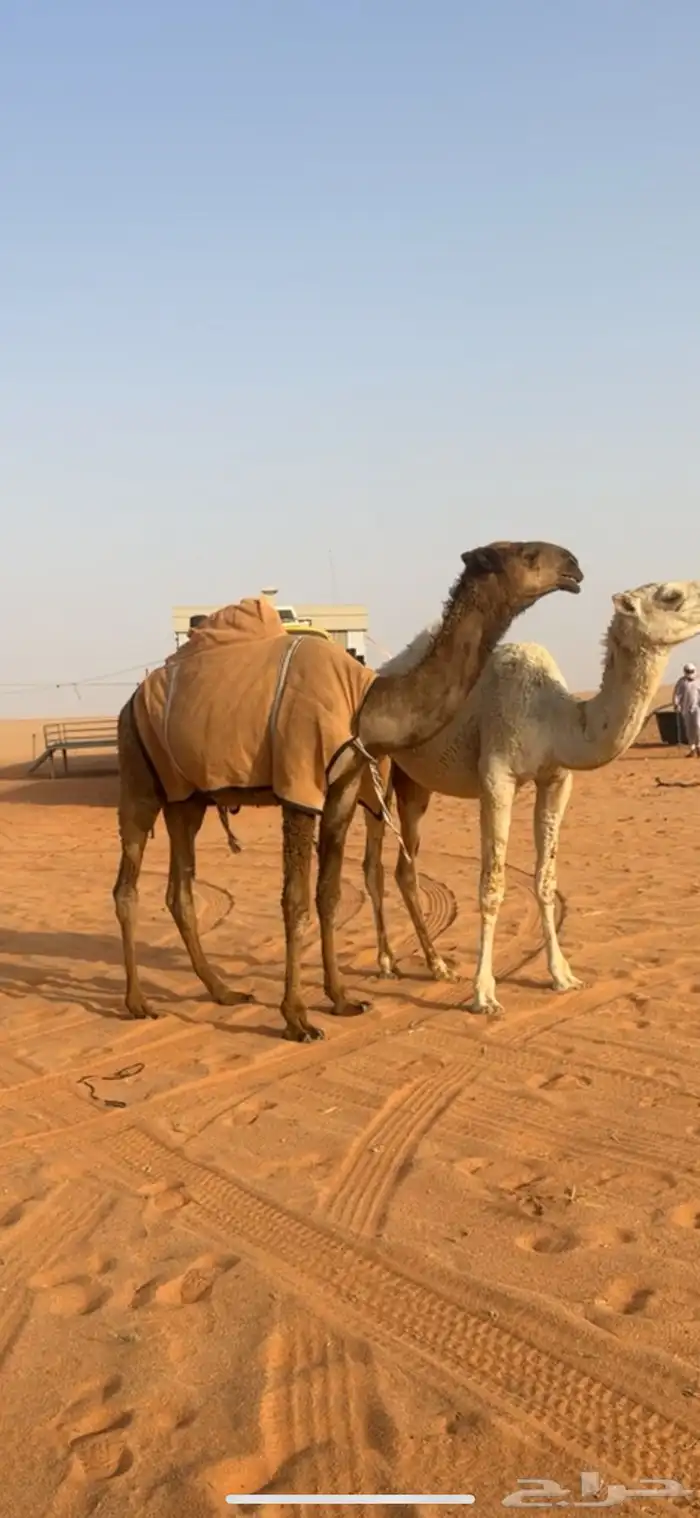 قعود دبياني اصفر 5