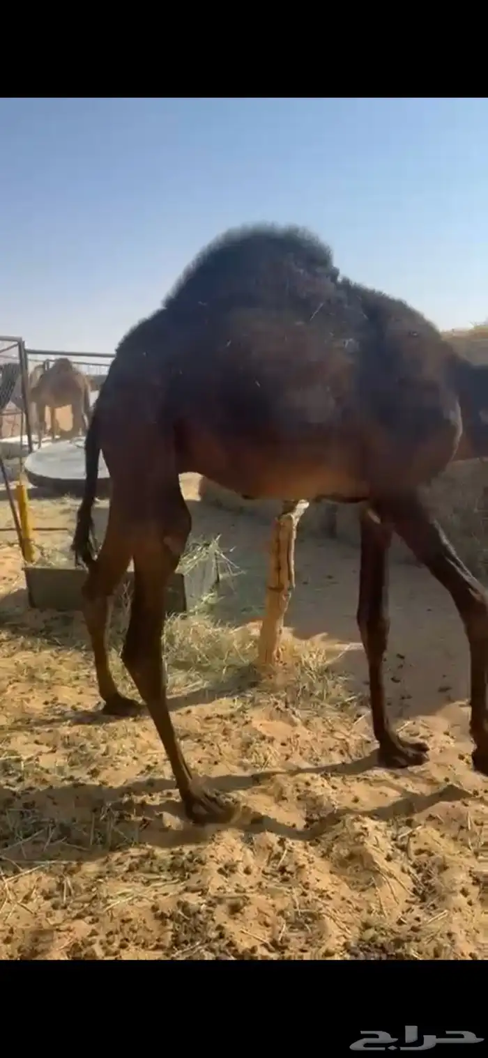 قعود بلدي مفرود شي كفوو 3