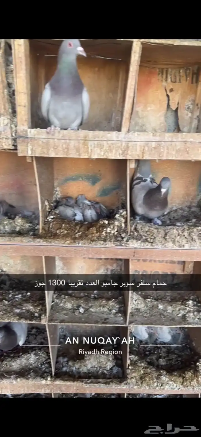 حمام سلفر سوبر جامبو 11