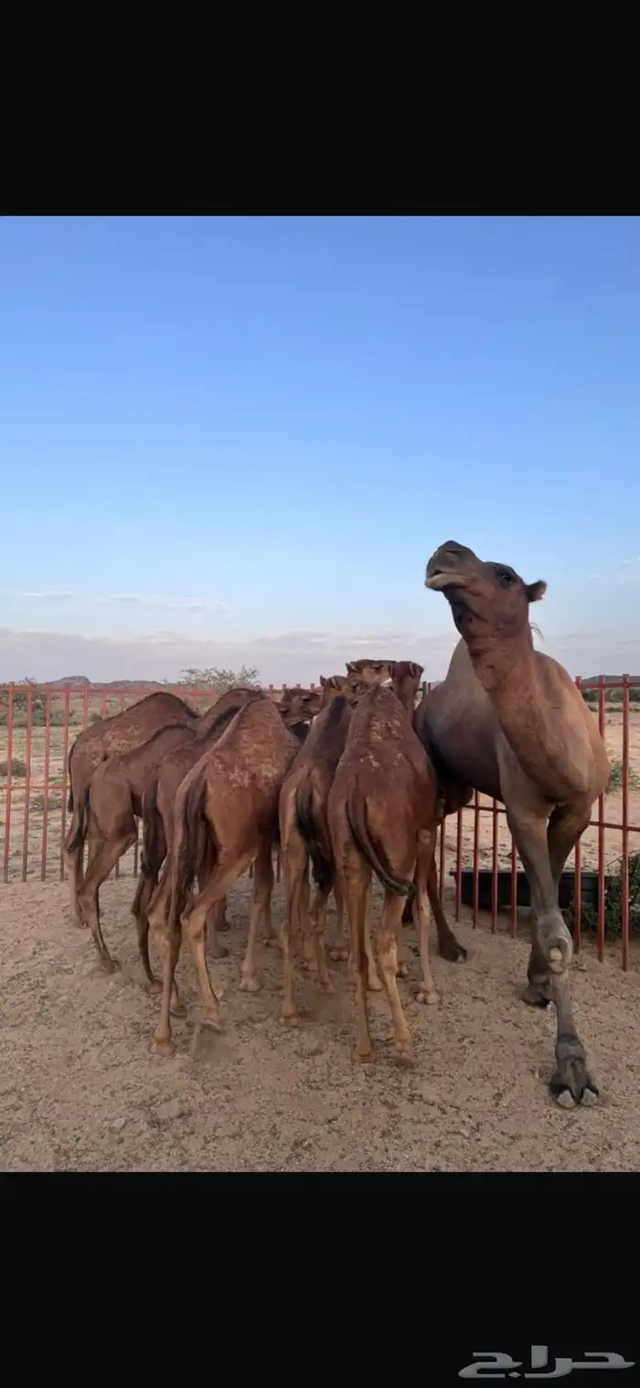 للبيع بعير حمر ادهم ساحلي 4