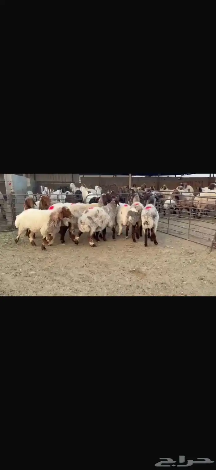 للبيع غنم فاخره وشرط الدفيع العدد 10 11