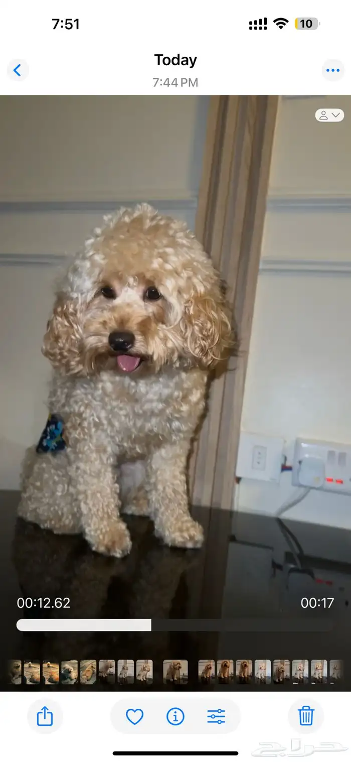 بودل ذكر بعمر سنه وشهرين للبيع 0