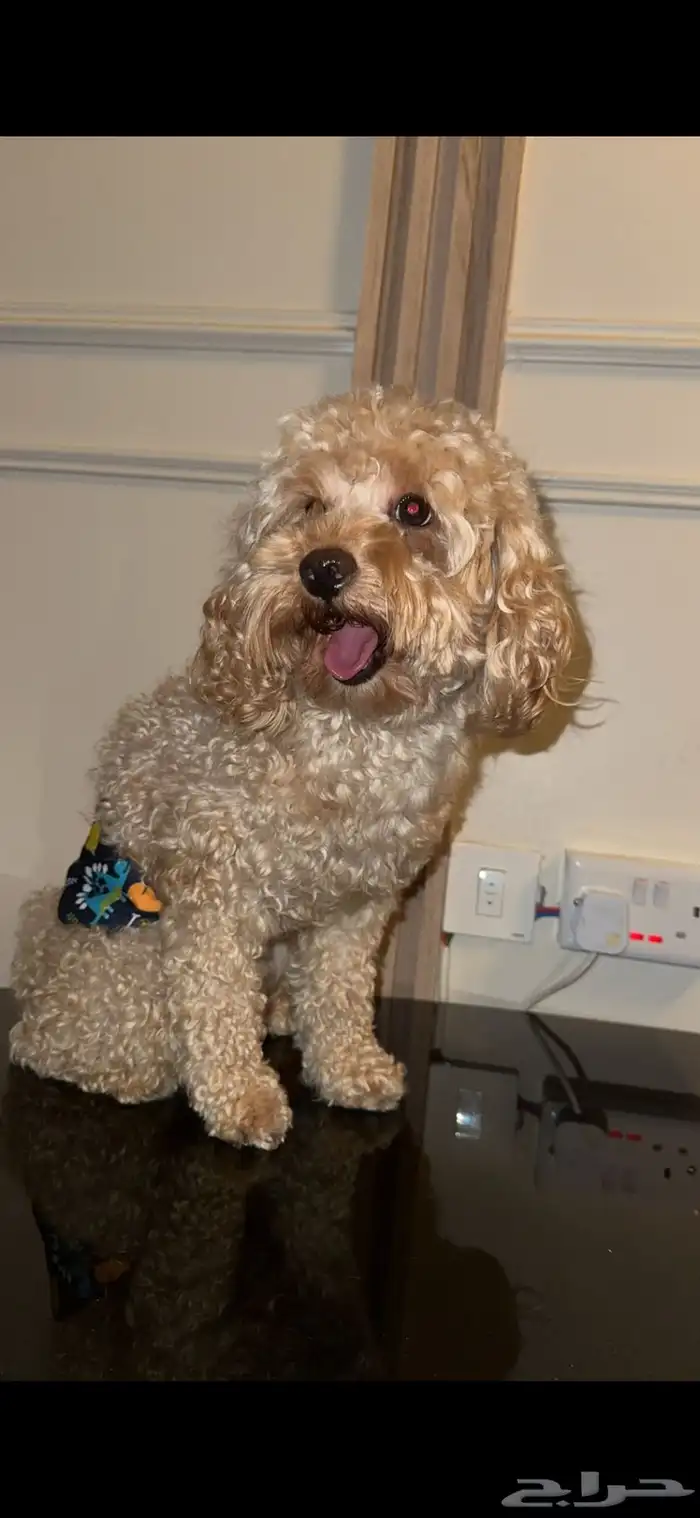 بودل ذكر بعمر سنه وشهرين للبيع 2