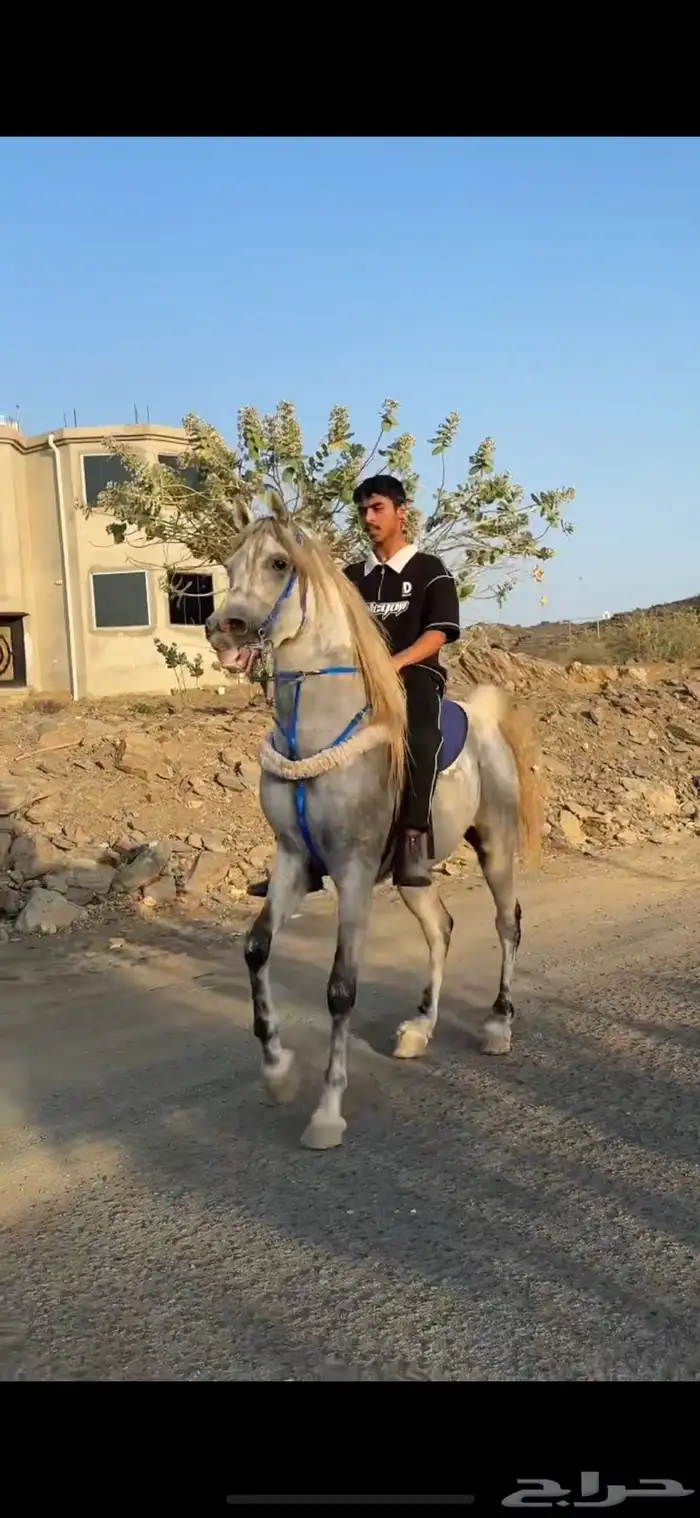 حصان شعبي فاخر 2